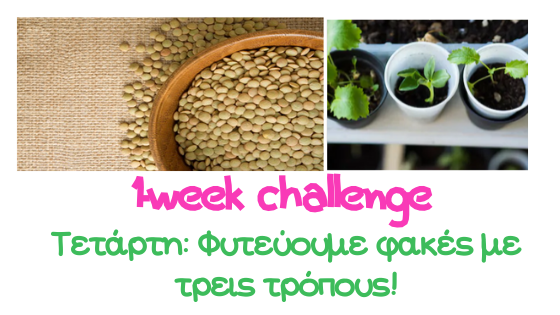 φακες φυτεμα σε βαμβακι